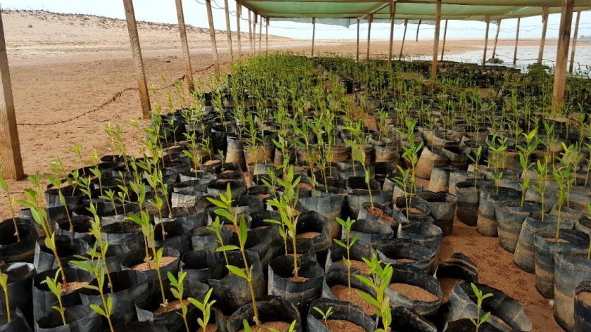 Mangroves, seen here in a nursery, are being used to buffer Djibouti’s coast from flooding.