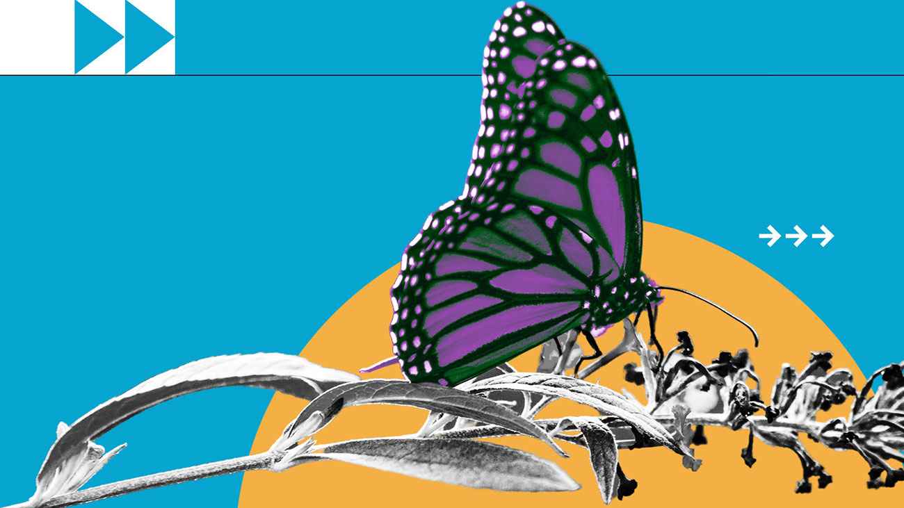 Illustration of a purple butterfly