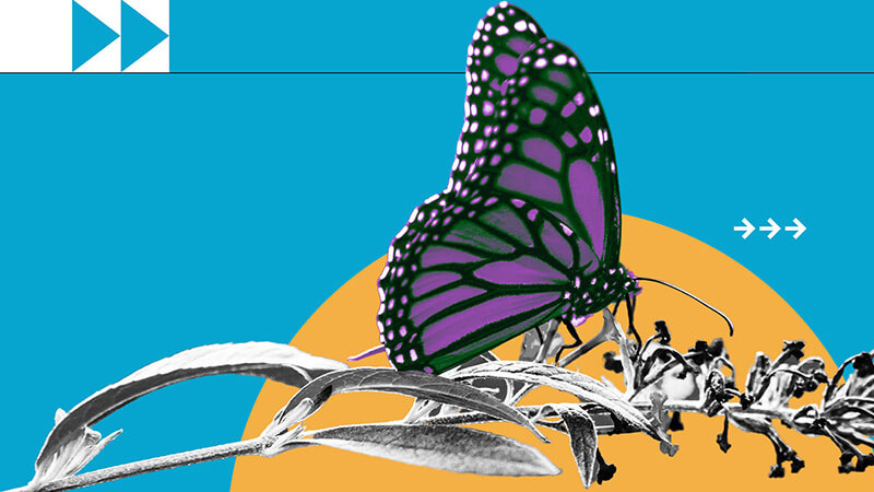 Photocomposition: the illustration of a butterfly on a branch