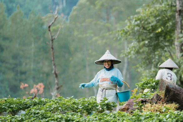 Women working in an agricultural field