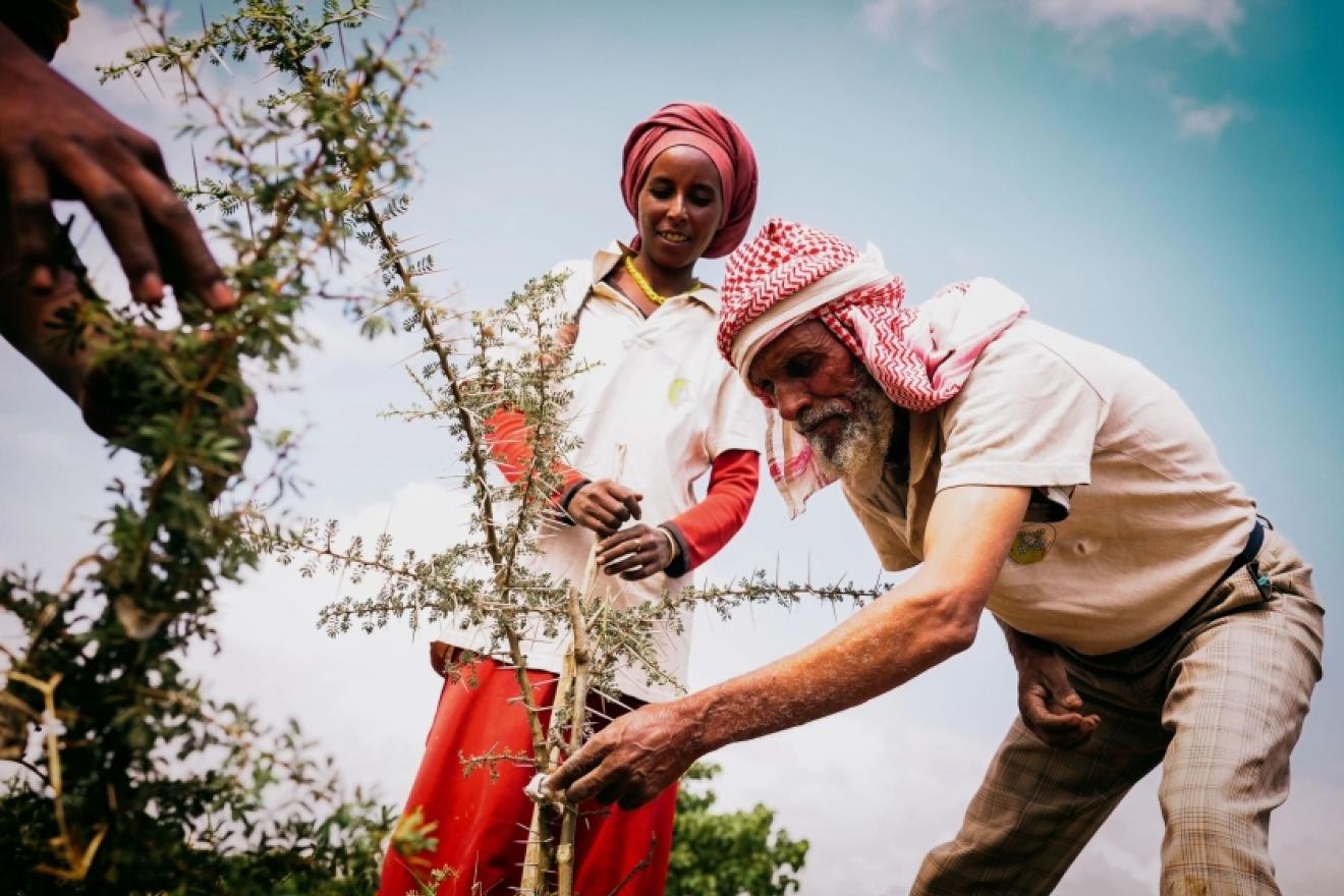 man and woman planting tree