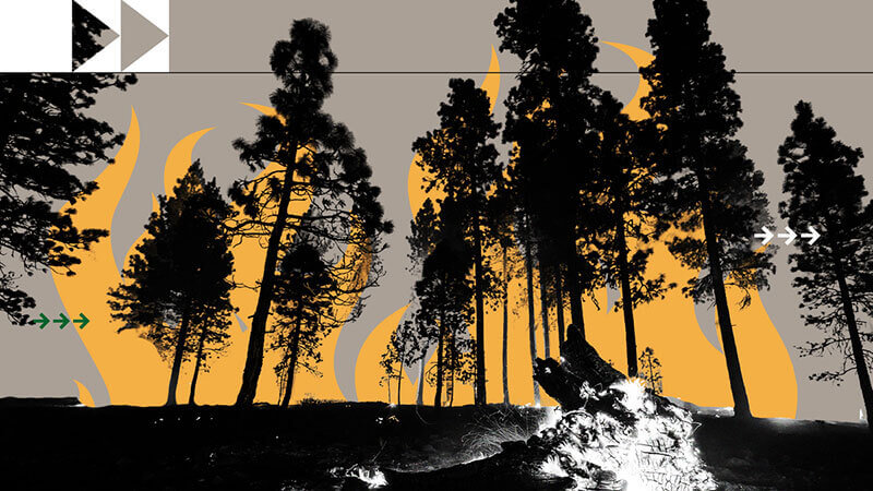 Photocomposition: the illustrarion of a land with trees in black and white, and the drawn of a fire at the back